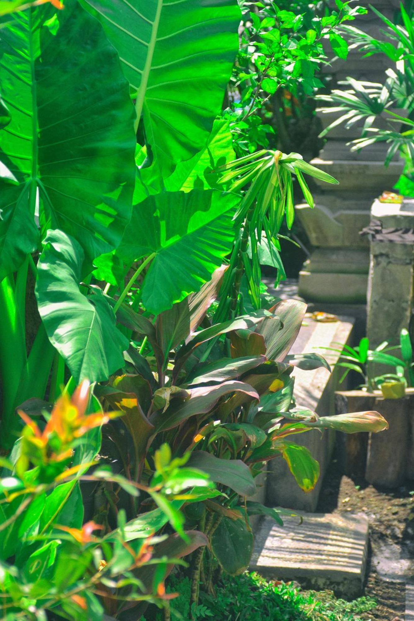 Ume Sita Villa And Homestay Ubud Esterno foto